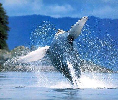 Things to do in Las Terrenas-Whale Watching