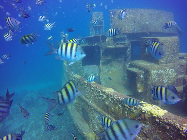 Scuba-Diving-Atlantic-Princess-coast-of-Bayahibe-600